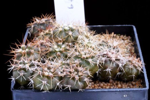 Copiapoa_gigantea